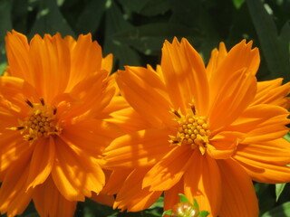 Zbliżenie na kwiat rośliny z gatunku cosmos © Kumulugma