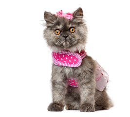 Cute persian kitten wearing pink pet clothes sitting and looking forward