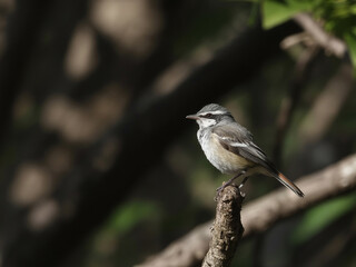 Small Bird Perched On A Branch In Nature wildlife animal