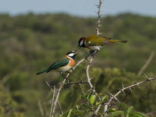 Two Colorful Birds Perched on Thorny Branch Keywords: birds, wildlife, nature, perched, branch