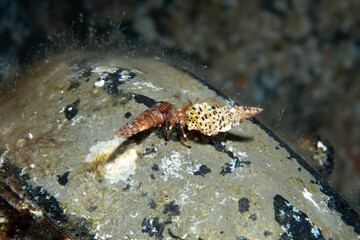 Two Hermit Crabs Interacting on the Seabed Underwater