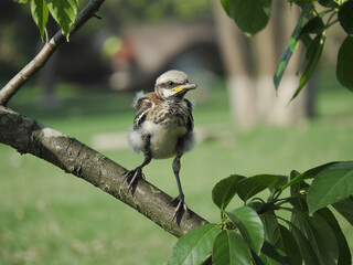 Young Bird Perched on a Tree Branch photograph photo