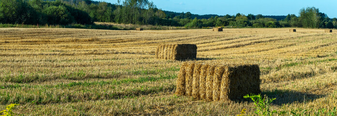 Hay bales scattered across harvested field. Golden hay bales on rural farmland after harvest with forest background. Agricultural landscape with rectangular hay bales on stubble field. © kalyanby