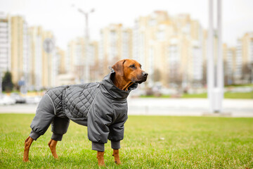Rhodesian Ridgeback dog in warm jacket outdoors, autumn city park, pet fashion, copy space.