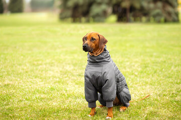 Rhodesian Ridgeback dog in warm jacket outdoors, autumn pet fashion, animal care, copy space.