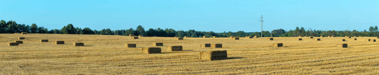 Hay bales scattered across harvested field. Golden hay bales on rural farmland after harvest with forest background. Agricultural landscape with rectangular hay bales on stubble field. © kalyanby