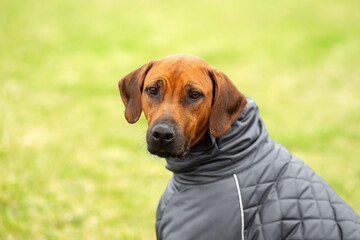 Rhodesian Ridgeback dog in warm jacket outdoors, autumn pet fashion, animal care, copy space.