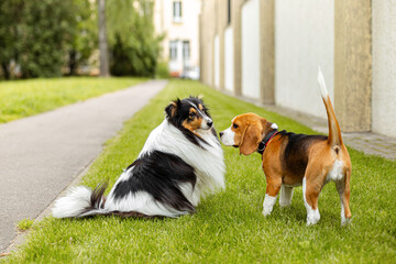 Beagle and Shetland Sheepdog meeting outdoors on grass, friendly pet interaction during urban walk.