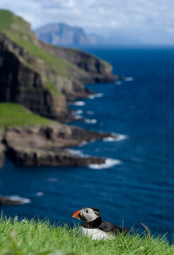 Atlantic puffin resting on green grass with ocean and cliffs in background