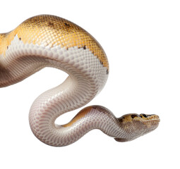 Ball python snake crawling on white background
