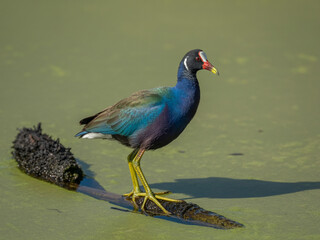 Purple Gallinule Bird Perched on a Log in Water waterfowl