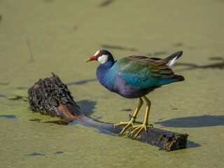 Purple Gallinule Bird Standing on a Log in Water wading bird