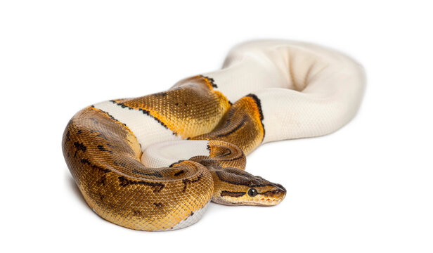 Pinstripe Pied Royal python, ball python, Python regius, snake crawling against white background