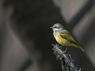 Small yellow bird perched on a dark branch wildlife