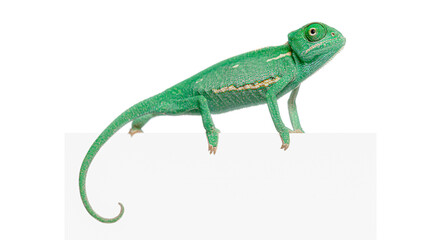 Fototapeta premium Young veiled chameleon, Chamaeleo calyptratus, hanging on blank white board looking up