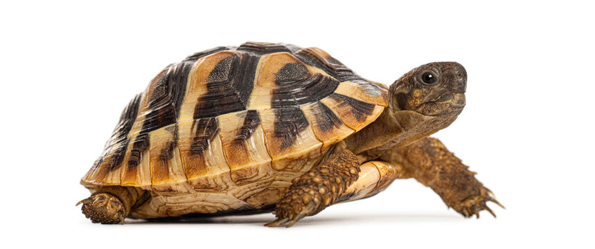 Hermann's tortoise walking movement isolated white background