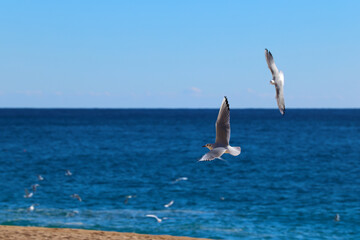 Gulls pigeons flock of birds on the beach and the ocean