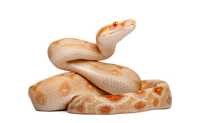 Fototapeta premium Albino boa constrictor reptile on white backdrop