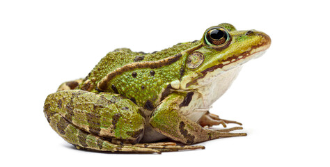 Green frog amphibian animal on white background