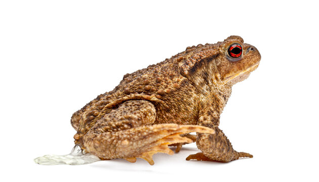 Common toad defaecating on a clean white background