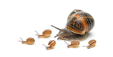 Garden snail leading group of smaller snails following © Eric Isselée