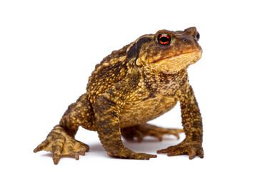 Naklejka premium Common toad amphibian animal standing on white background