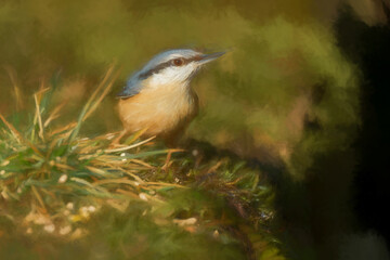 Digital illustration portrait of an Eurasian Nuthatch in the forest.