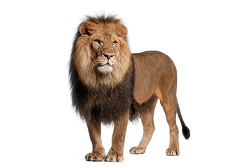 Majestic male lion standing proudly on white background