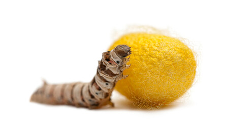 Silkworm larva with yellow cocoon on white background