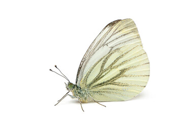 Naklejka premium Green veined white butterfly with closed wings on white background