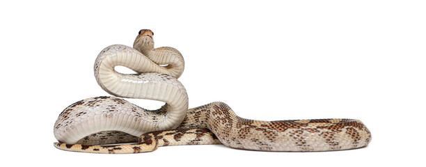 Obraz premium Pacific gopher snake, Pituophis catenifer, coiling body with head looking upwards