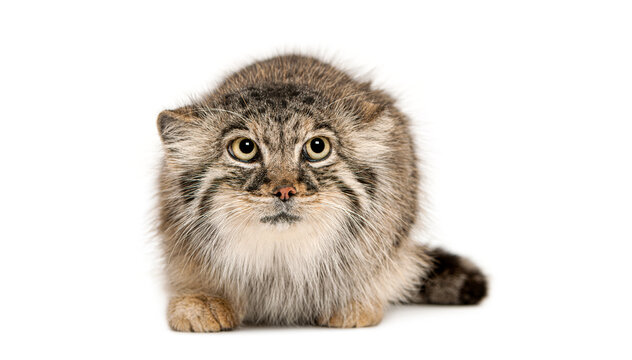 Adorable pallas's cat lying down on white background, facing forward