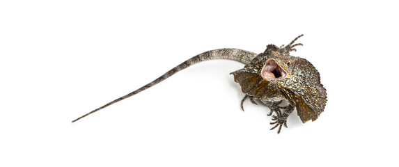 Frill-necked lizard, Chlamydosaurus kingii, displaying defensive frill and open mouth