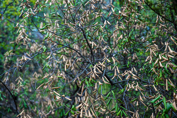 Delicate textures evoke early spring scene, Subtle lighting and muted greens capture awakening of spring in wetland environment