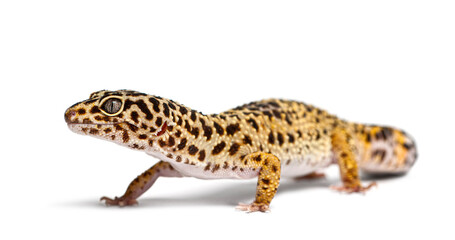 Obraz premium Leopard gecko walking on white background, eublepharis macularius