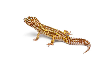 Obraz premium Albinos stripped Leopard gecko - eublepharis macularius - walking on white background