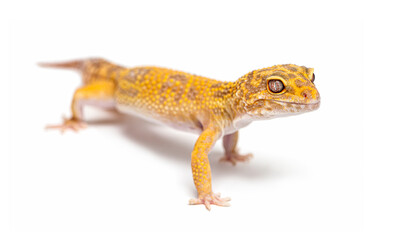 Naklejka premium Leopard gecko walking on white background