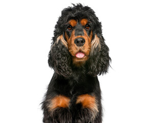 English cocker spaniel dog portrait with tongue out