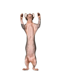 Sphynx cat standing on hind legs, raising front paws and looking up
