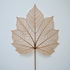 Intricate Leaf Skeleton with Detailed Vein Structure on Minimalist Background for Nature and Organic Design