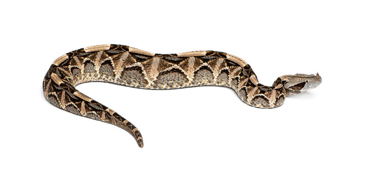 Venomous gaboon viper slithering on white background