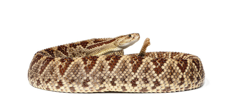 South American rattlesnake, Crotalus durissus, coiled and rattling on white background