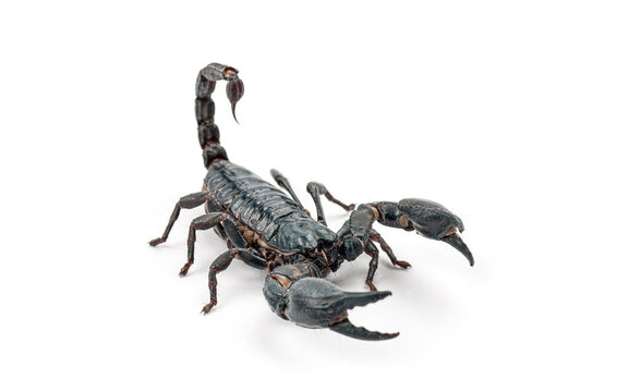 Black Emperor scorpion, Pandinus imperator, showing stinger and claws