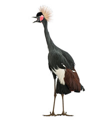 Fototapeta premium Black crowned crane, Balearica pavonina, bird calling on white background
