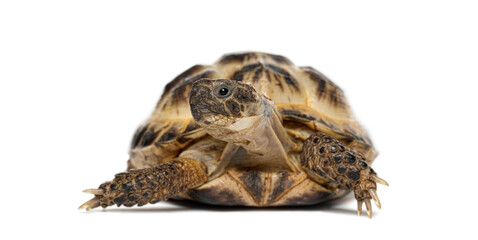 Russian tortoise standing on white background looking forward