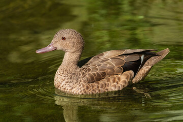 Bernier's Teal swimming in the green water of a pond