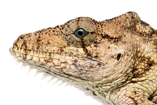 Oriente Bearded Anole, Chamaeleolis porcus, head close up showing scales