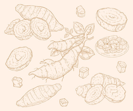 Vintage hand drawn kudzu root illustration set, engraving sketch oriental arrowroot for traditional medicine and healthy food design