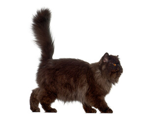 Curious persian cat walking with tail up on white background