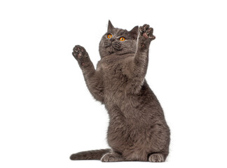 Playful british shorthair cat raising paws on white background